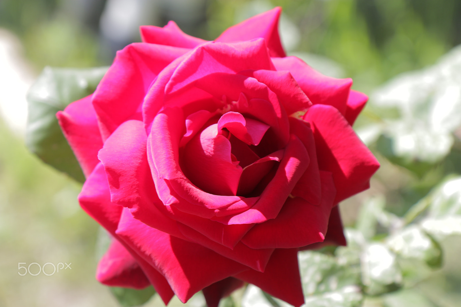 Canon EOS 70D sample photo. Rose a photography