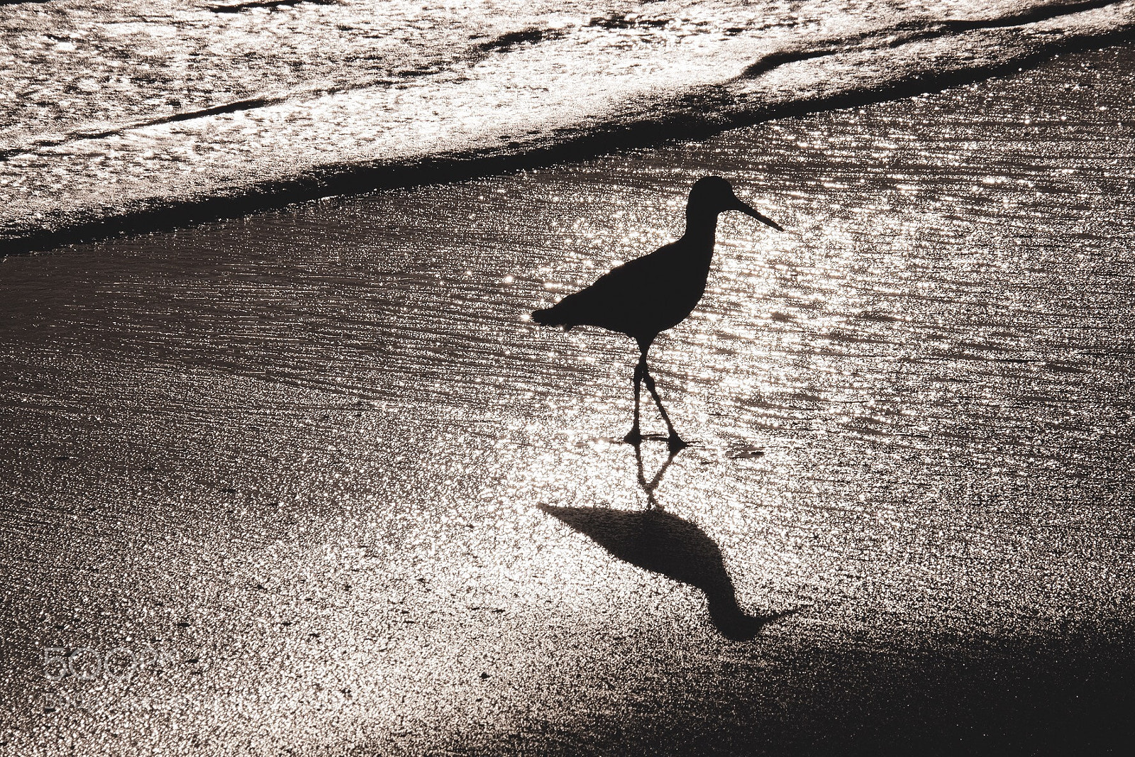 Fujifilm X-T1 sample photo. Sandpiper at sunset  photography