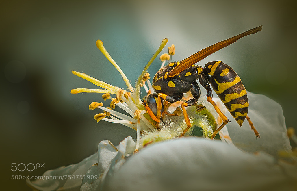 Nikon D800 sample photo. ++wasp++ photography