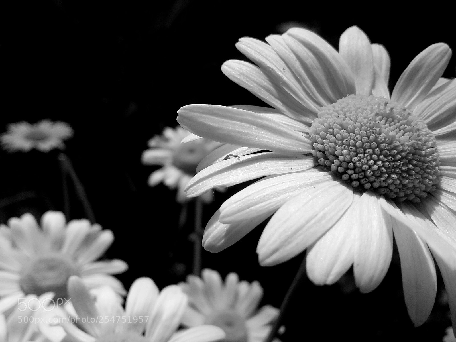 Samsung Galaxy Grand Prime sample photo. Chamomile (black and white) photography