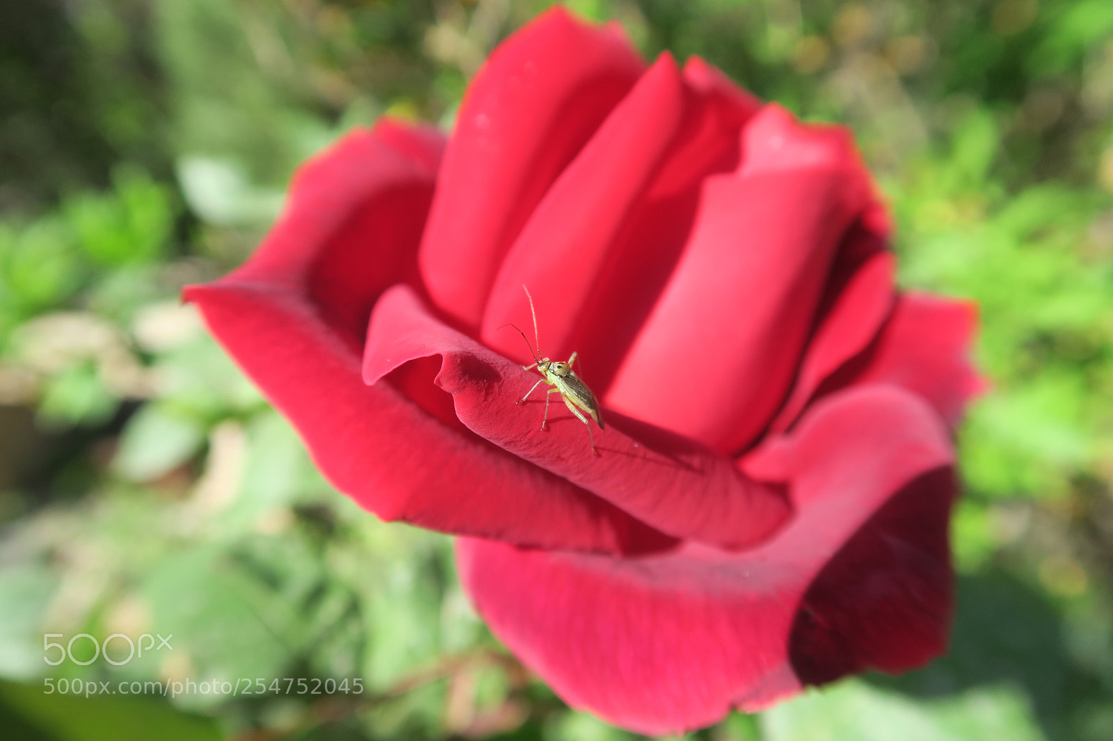 Canon PowerShot G7 X sample photo. Rose b photography
