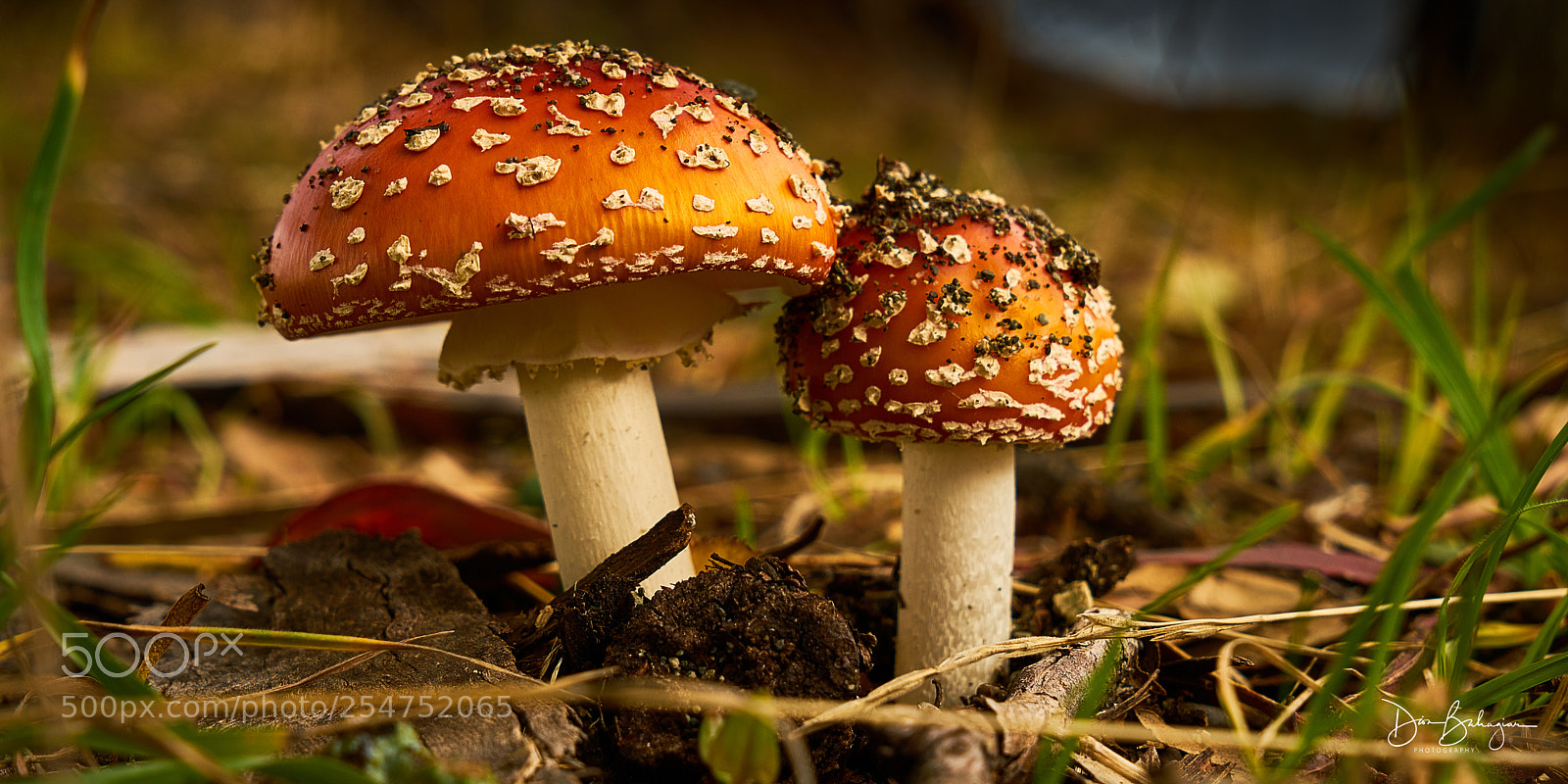 Sony a7R II sample photo. Mushrooms - ta anau photography