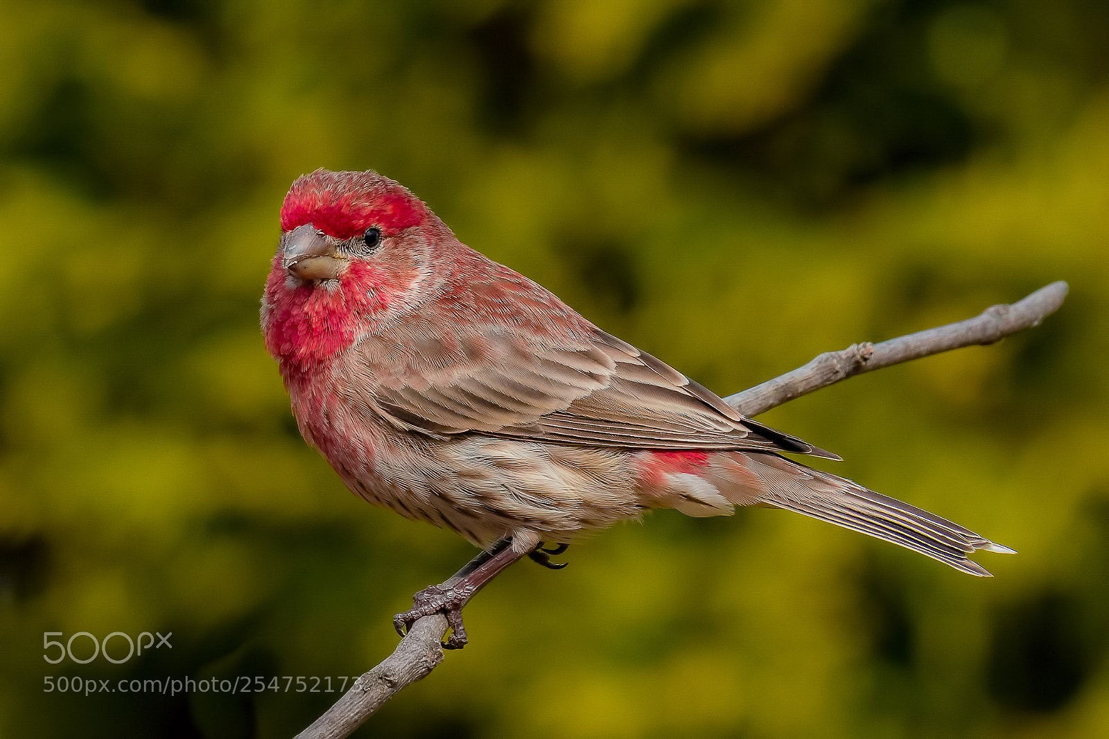 Nikon D850 sample photo. House finch photography
