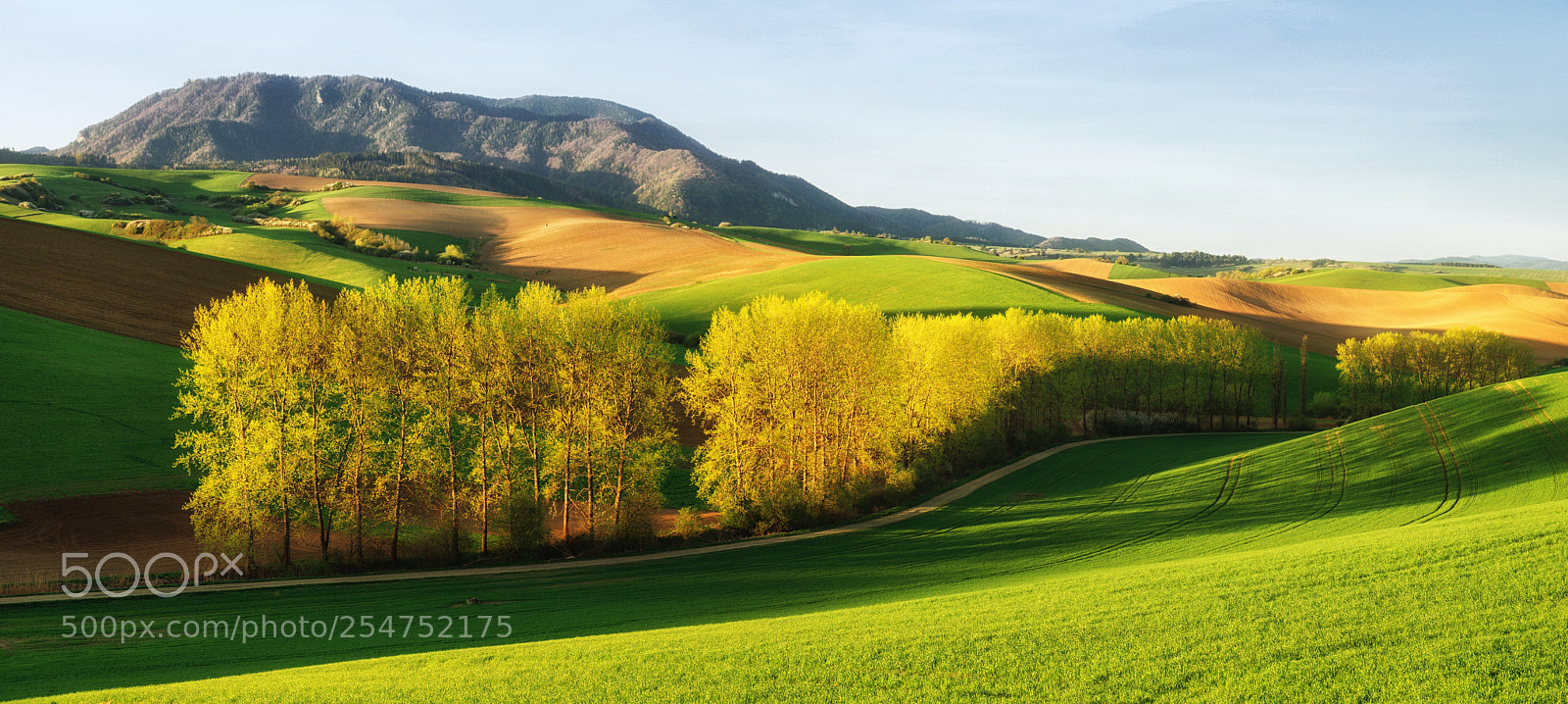 Nikon D5100 sample photo. Golden poplar... photography