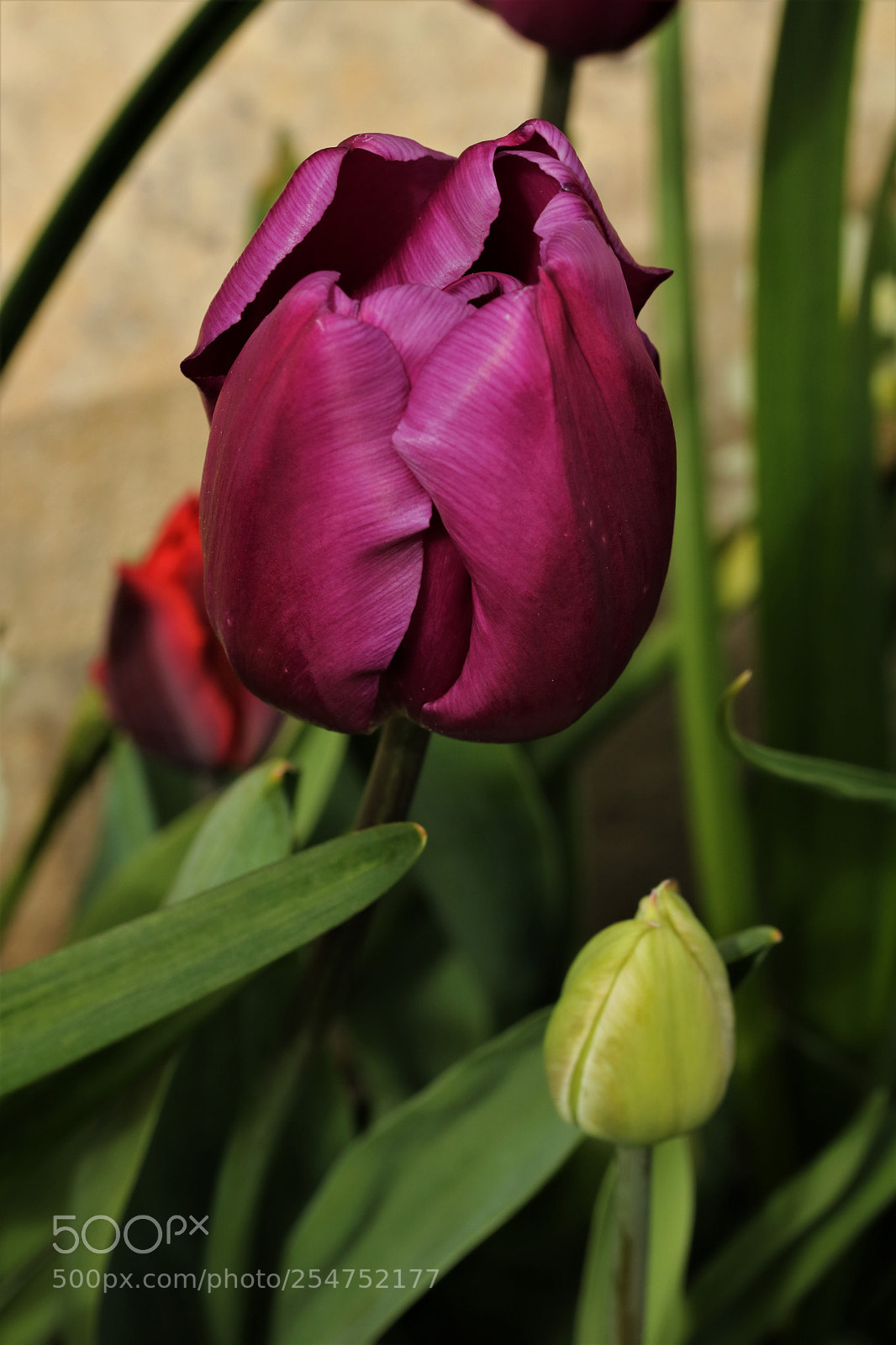Canon EOS 750D (EOS Rebel T6i / EOS Kiss X8i) sample photo. Tulip photography