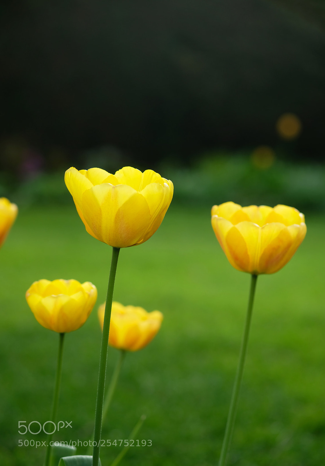 Fujifilm X-Pro2 sample photo. Flowers treated equal by photography