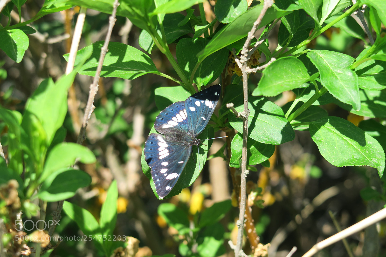Canon PowerShot G7 X sample photo. Bfly b photography