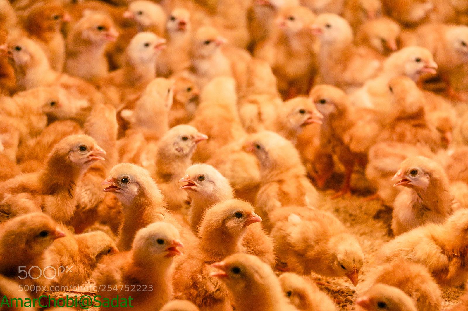 Canon EOS 70D sample photo. Chicken photography