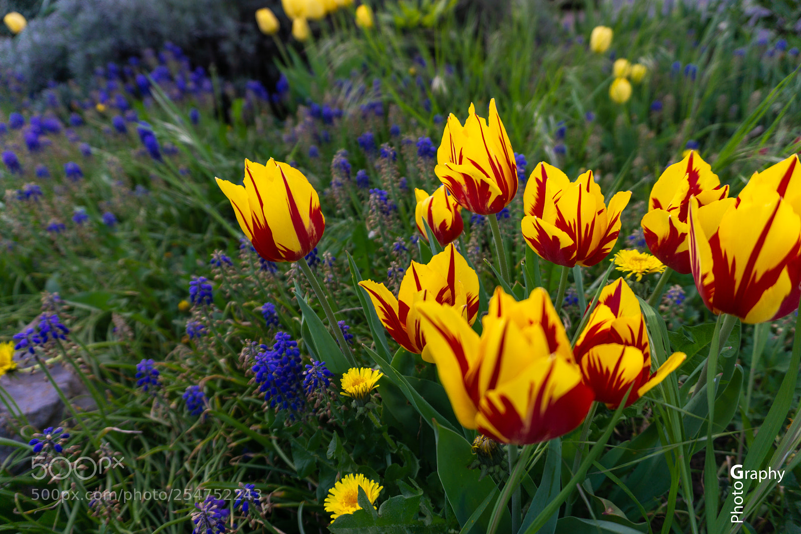 Sony a6000 sample photo. Flowers photography