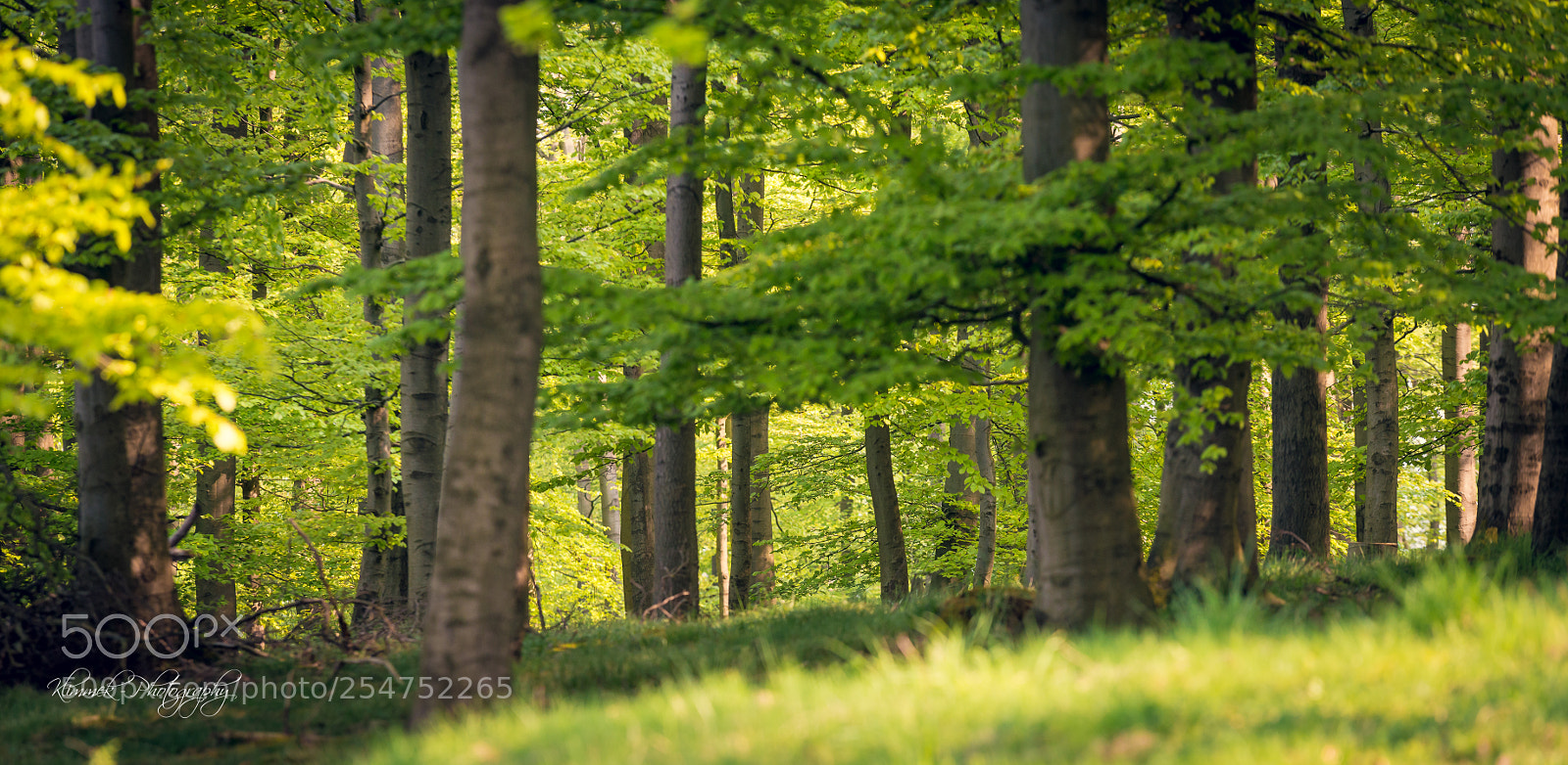 Nikon D800 sample photo. Wald wandermanns eiche photography