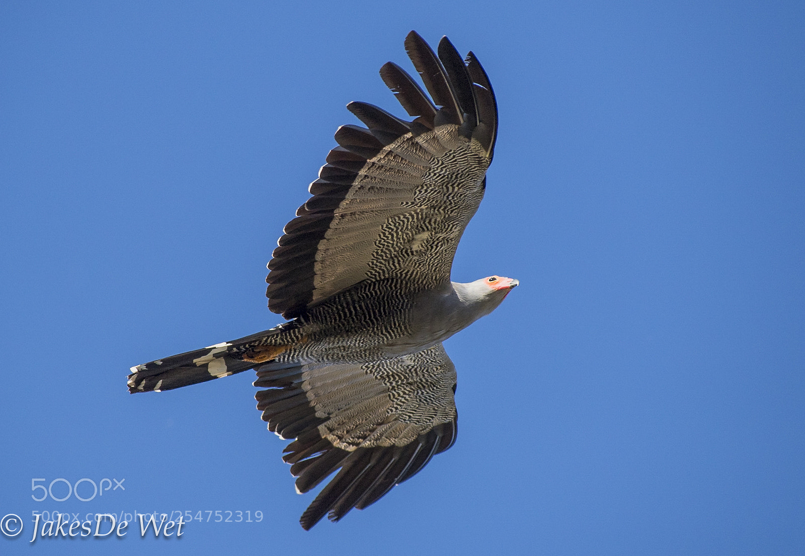 Nikon D5 sample photo. African harrier hawk photography