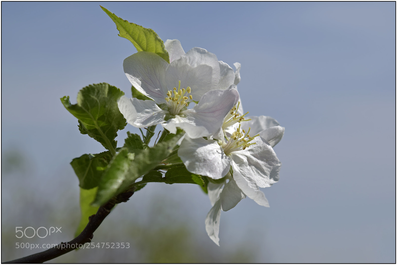 Nikon D3300 sample photo. …welcome, spring! – iii... photography