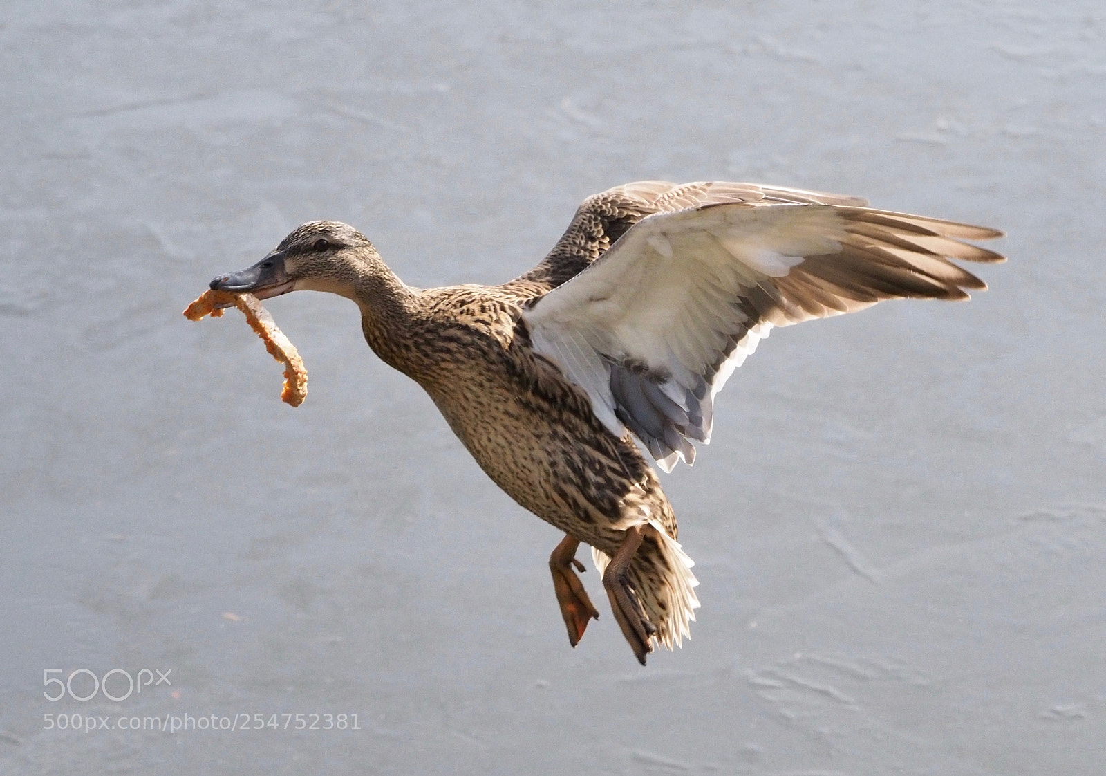 Olympus OM-D E-M1 Mark II sample photo. Free luch photography