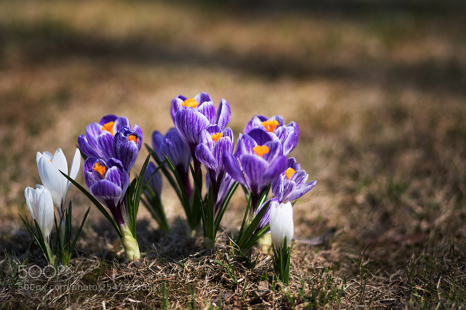 Canon EOS 6D Mark II sample photo. Crocus photography