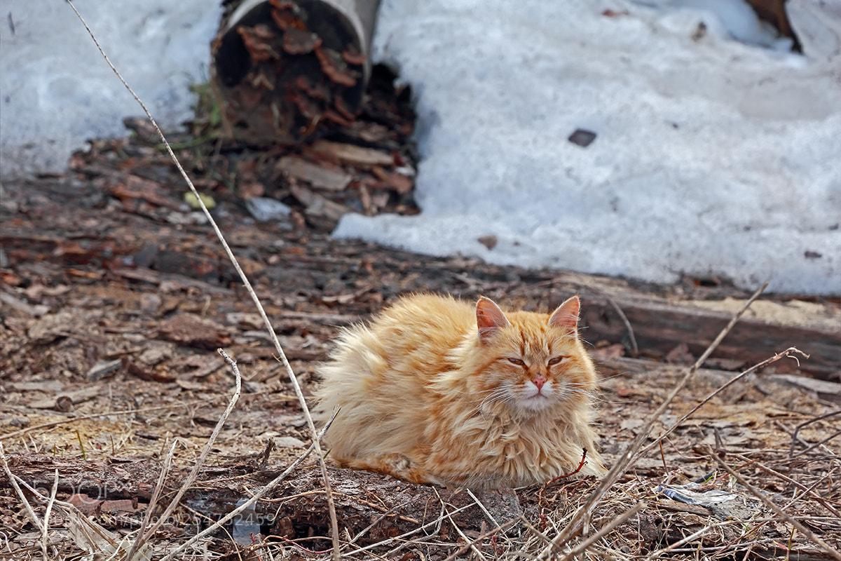 Canon EOS 600D (Rebel EOS T3i / EOS Kiss X5) sample photo. Солнечные ванны для рыжего чуда photography