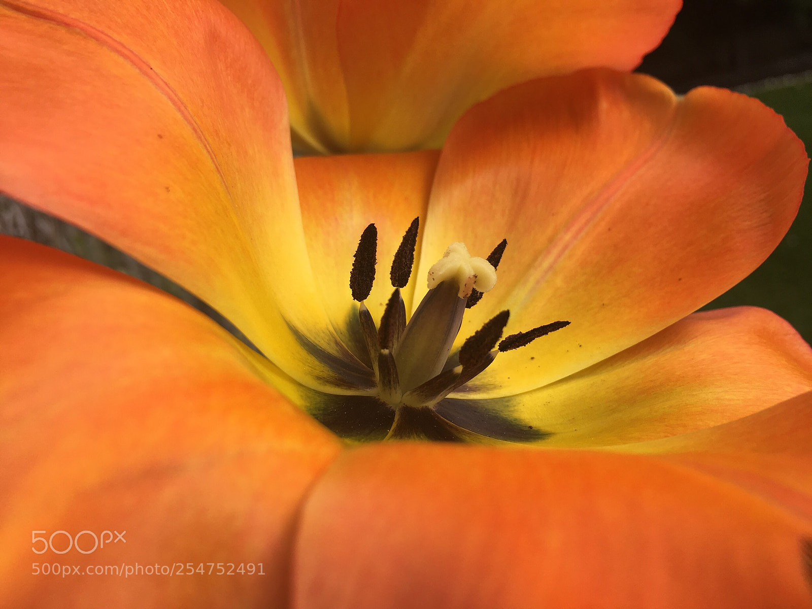 Apple iPhone 6s sample photo. Tulipan photography