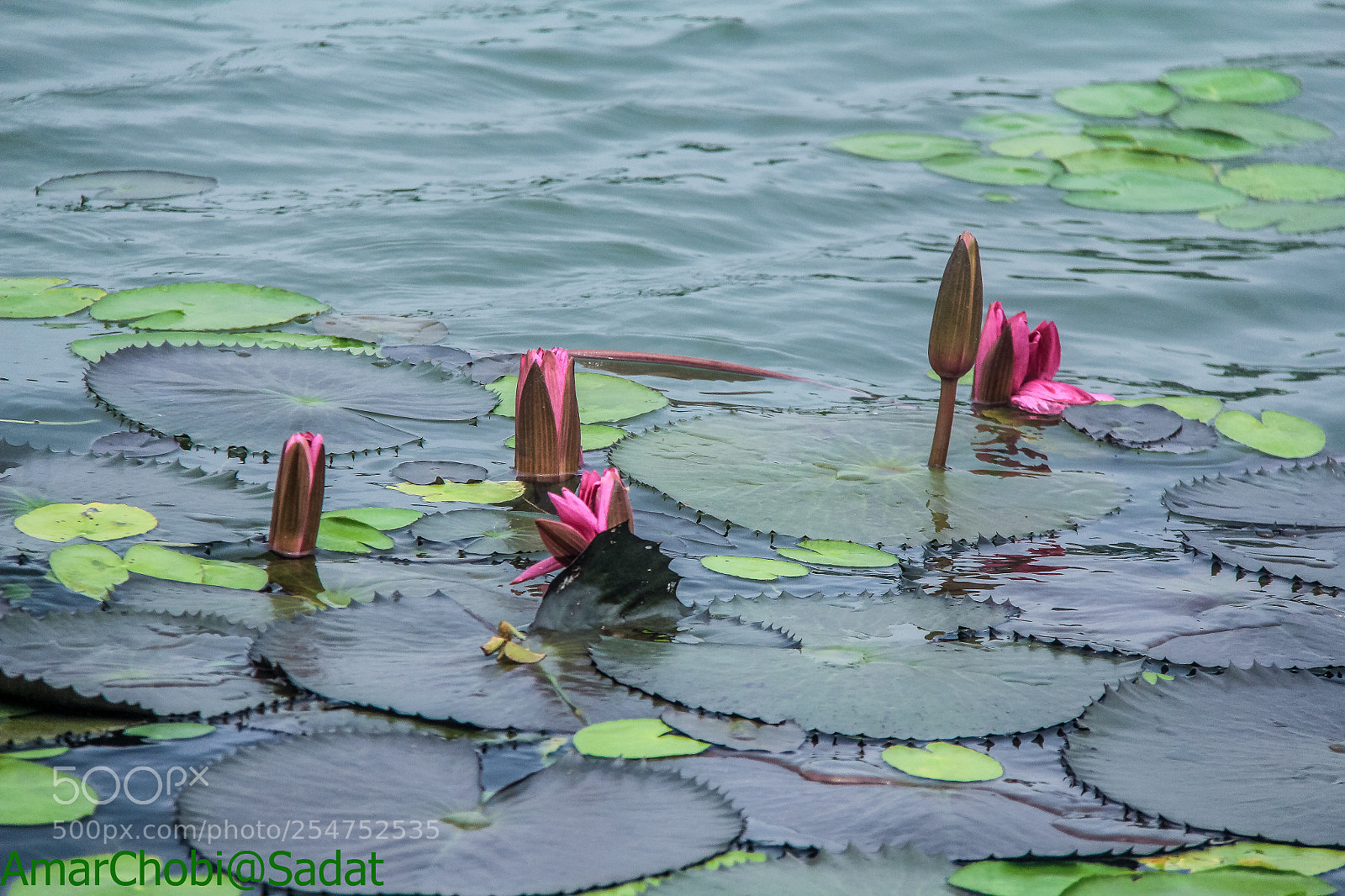 Canon EOS 60D sample photo. The earth with flowers photography
