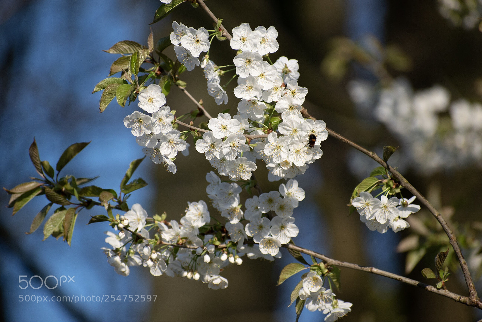 Nikon D5600 sample photo. Baumblüte photography