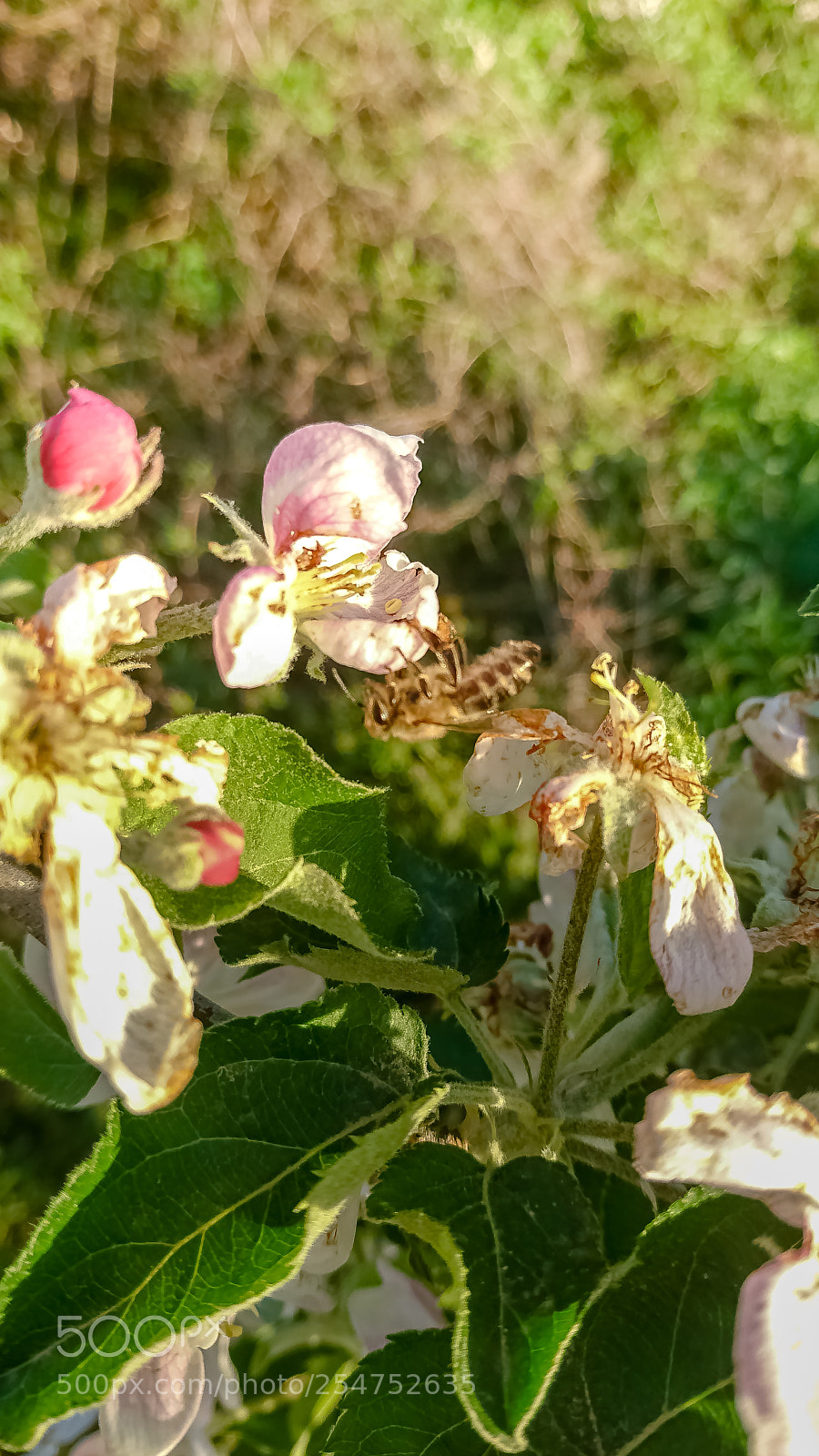 Sony Xperia XZ sample photo. Upside down photography