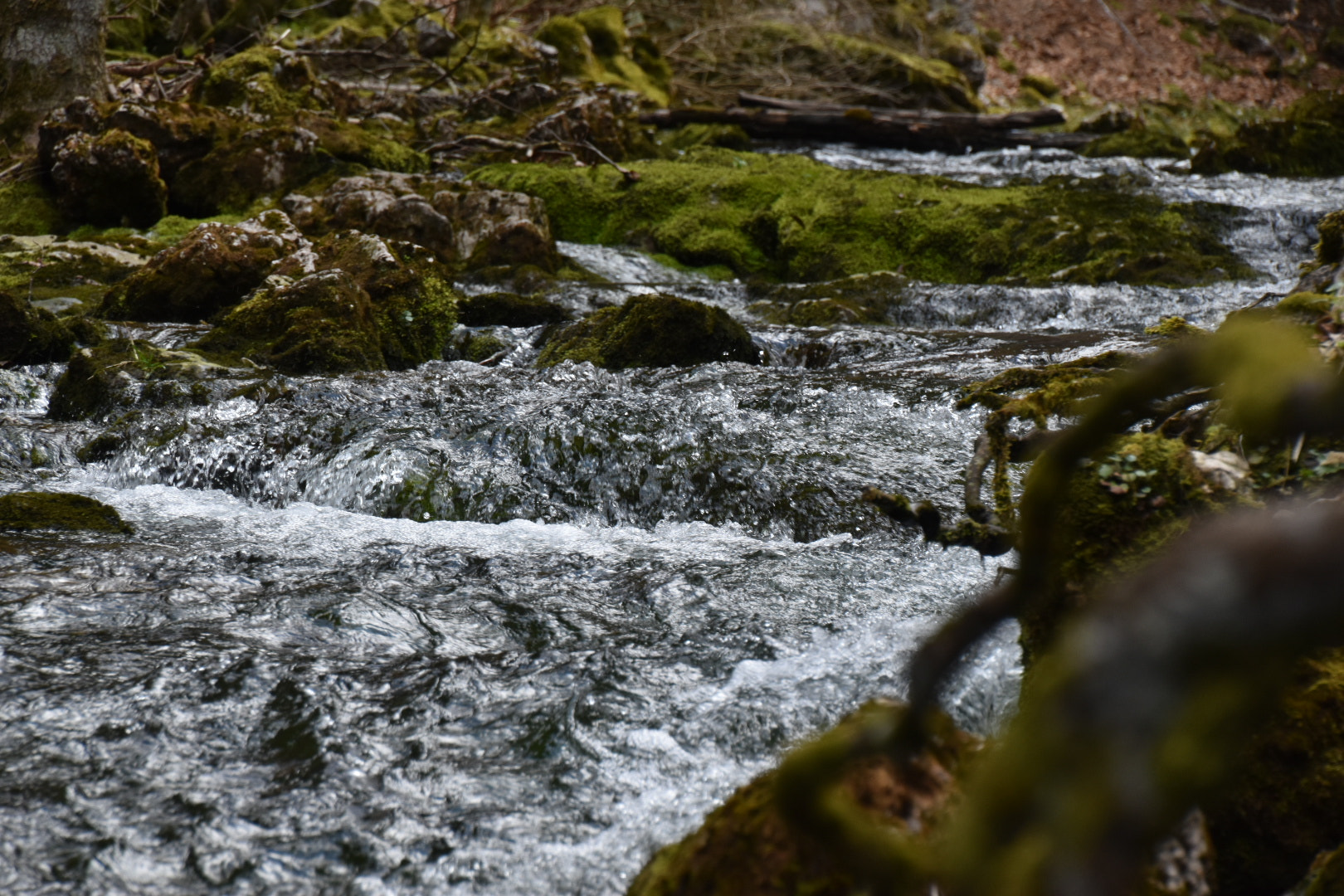 Nikon D5600 sample photo