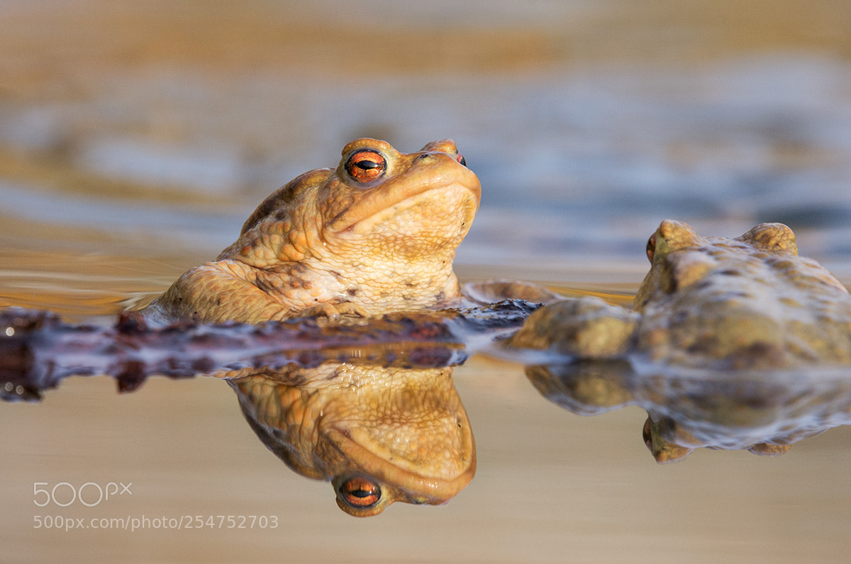 Nikon D7200 sample photo. Toads photography
