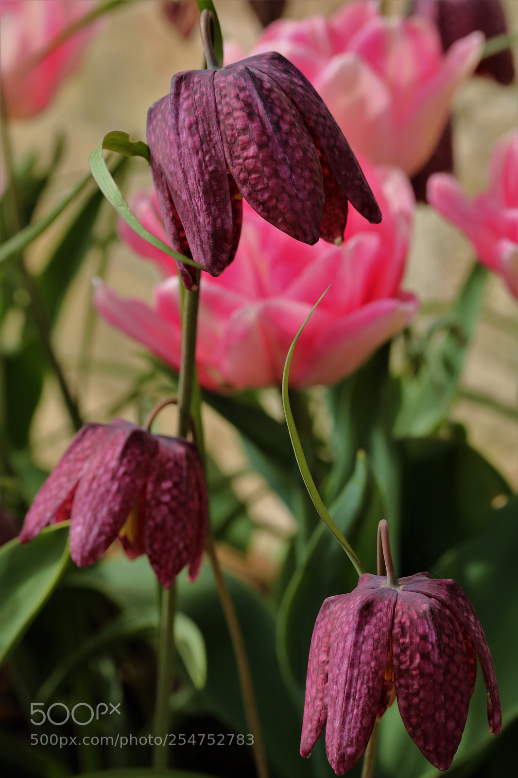 Canon EOS 750D (EOS Rebel T6i / EOS Kiss X8i) sample photo. Snakes head fritillary. photography