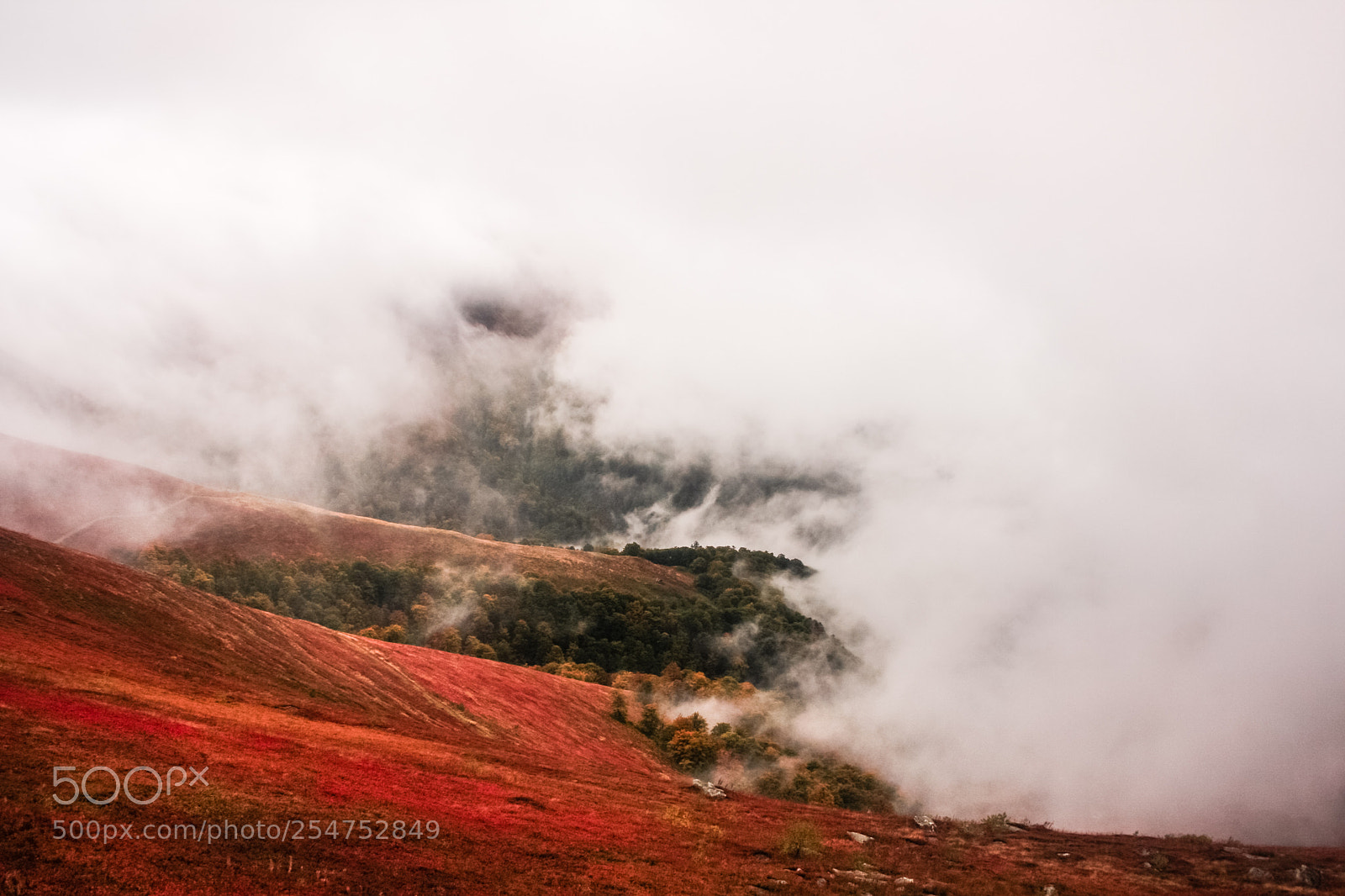 Canon EOS 40D sample photo. Autumn reds photography