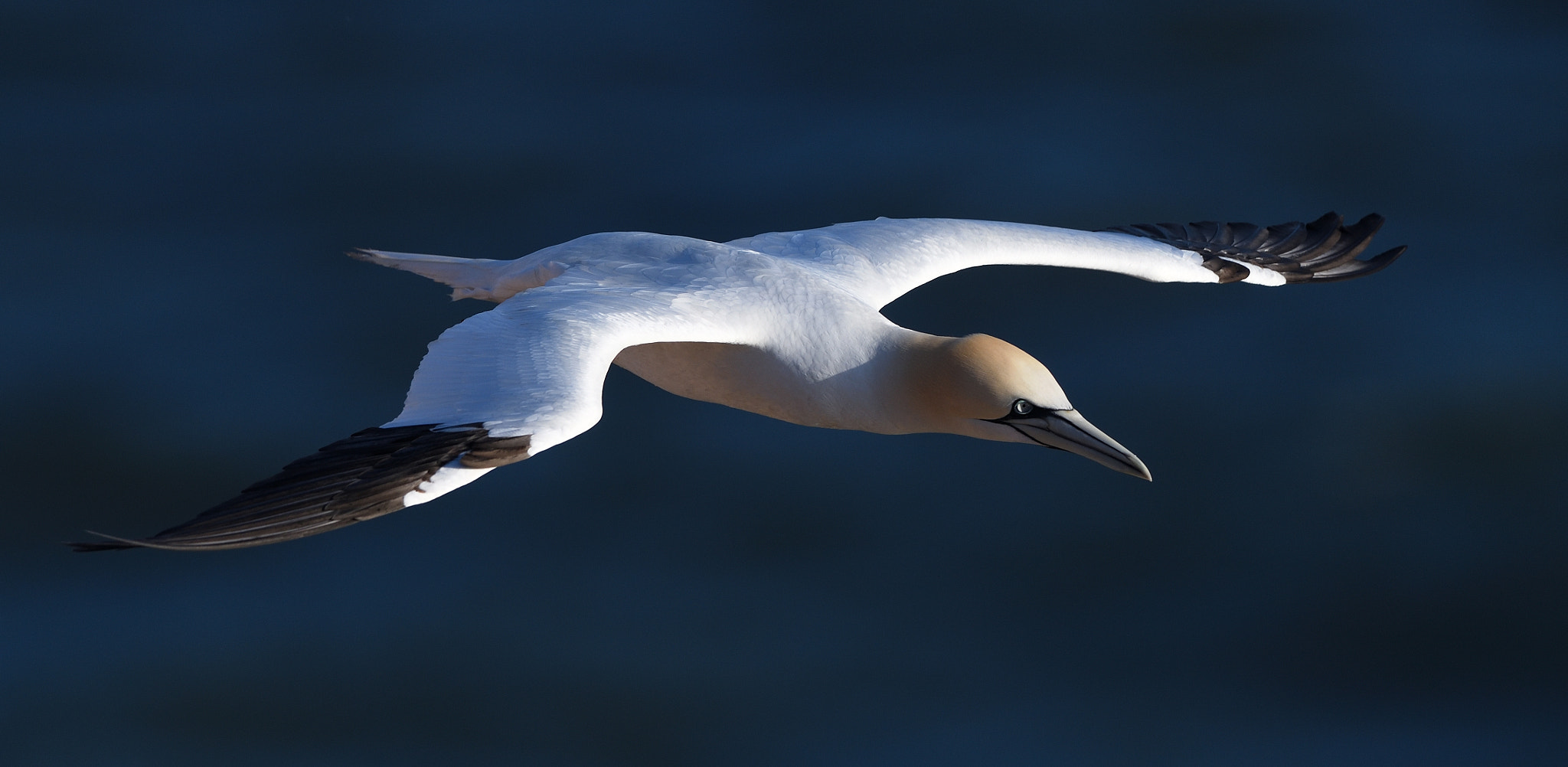 Nikon AF-S Nikkor 500mm F4G ED VR sample photo. Flight photography