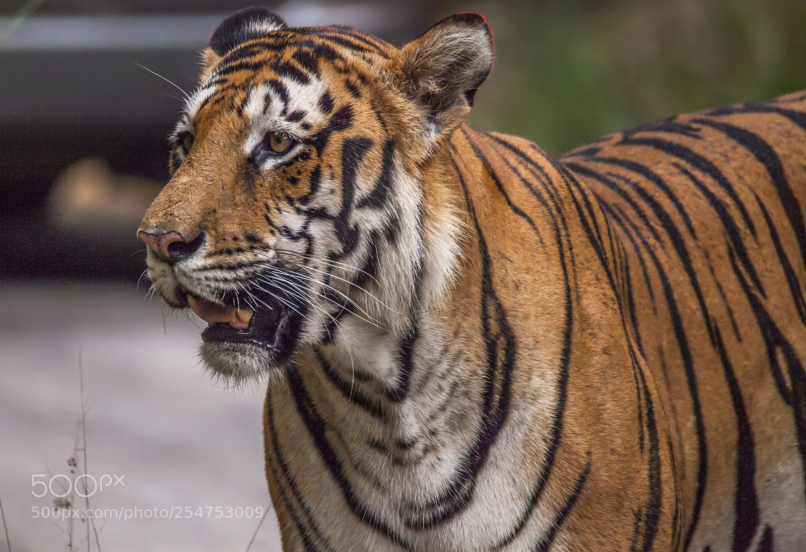 Canon EOS 5D Mark II sample photo. The majestic royal bengal photography