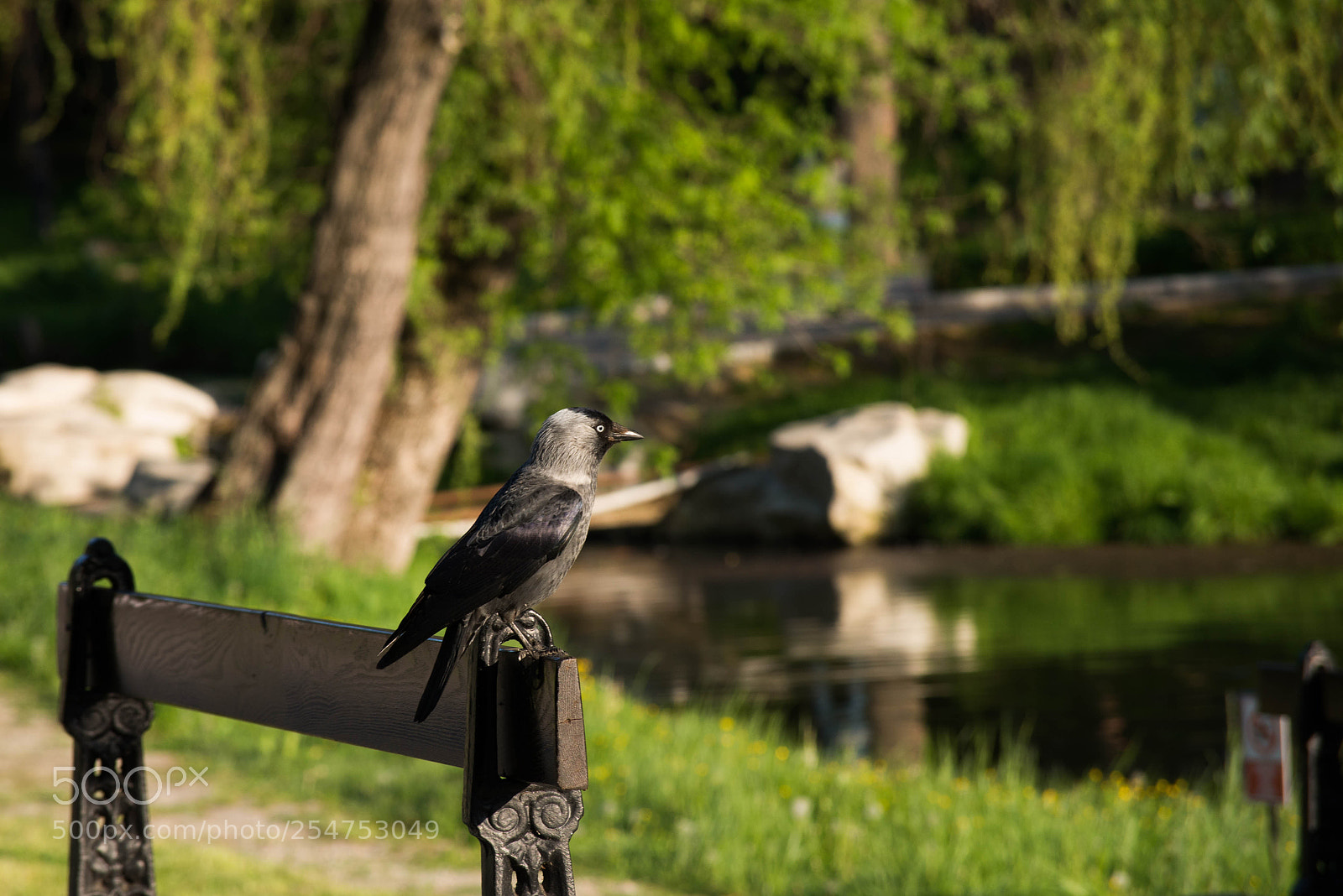 Nikon D610 sample photo. The crow photography