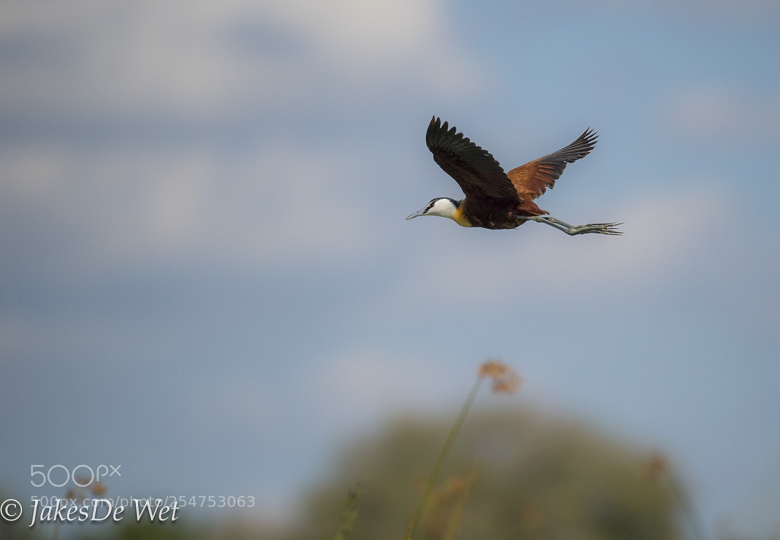 Nikon D5 sample photo. African jacana on the photography