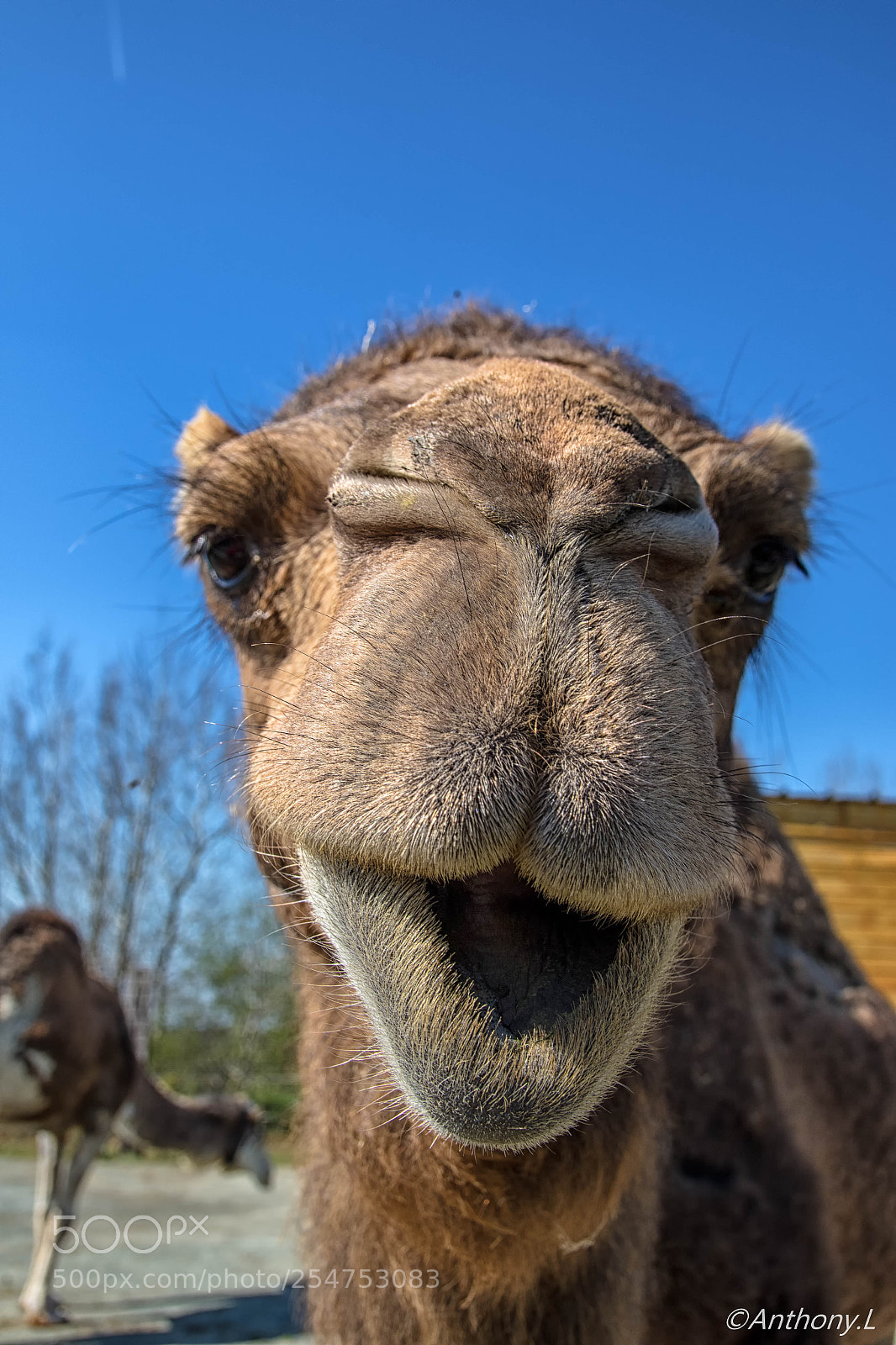 Canon EOS 7D Mark II sample photo. Quoi ma gueule !!!! photography