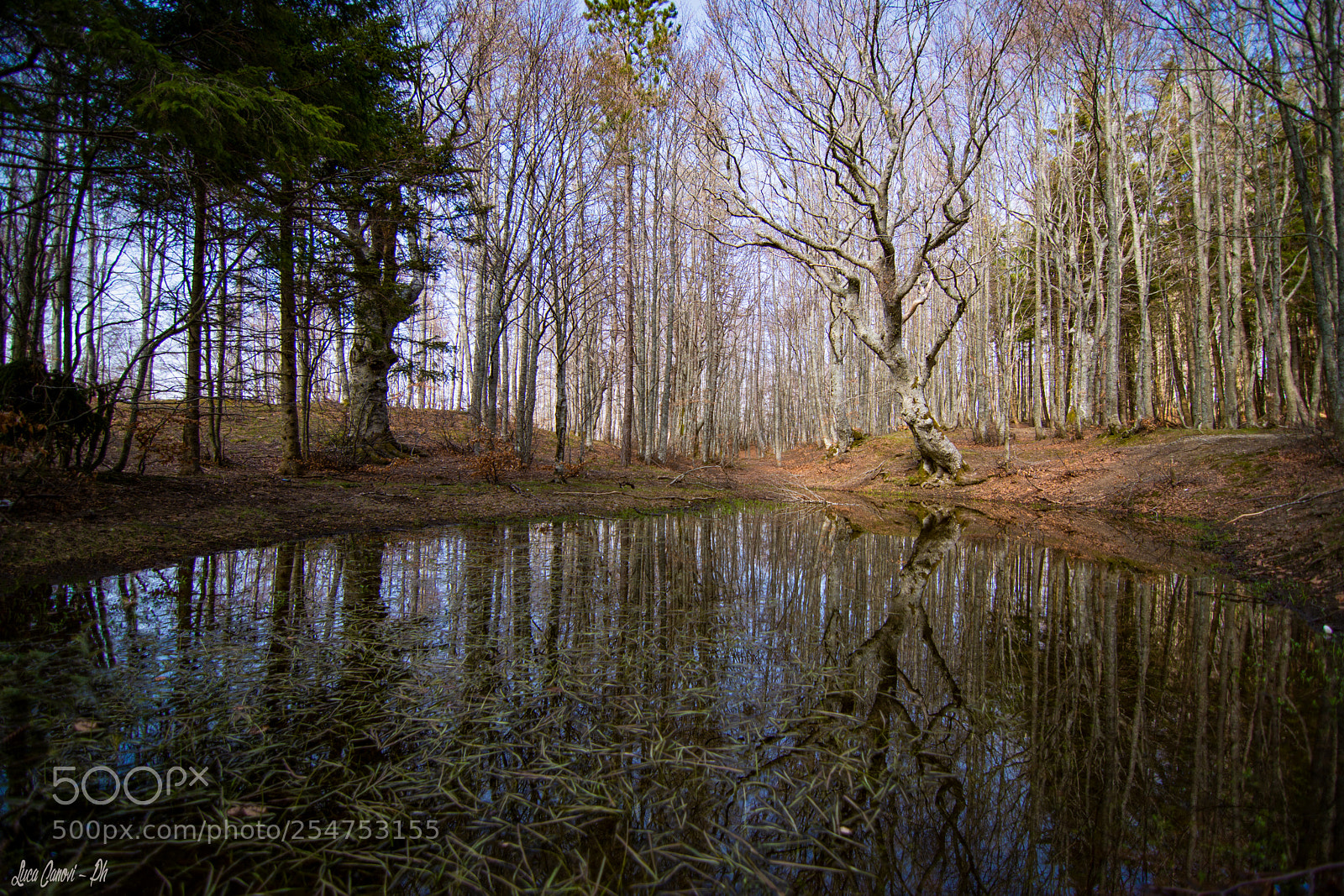 Nikon D7200 sample photo. Vedo ovunque nella natura photography