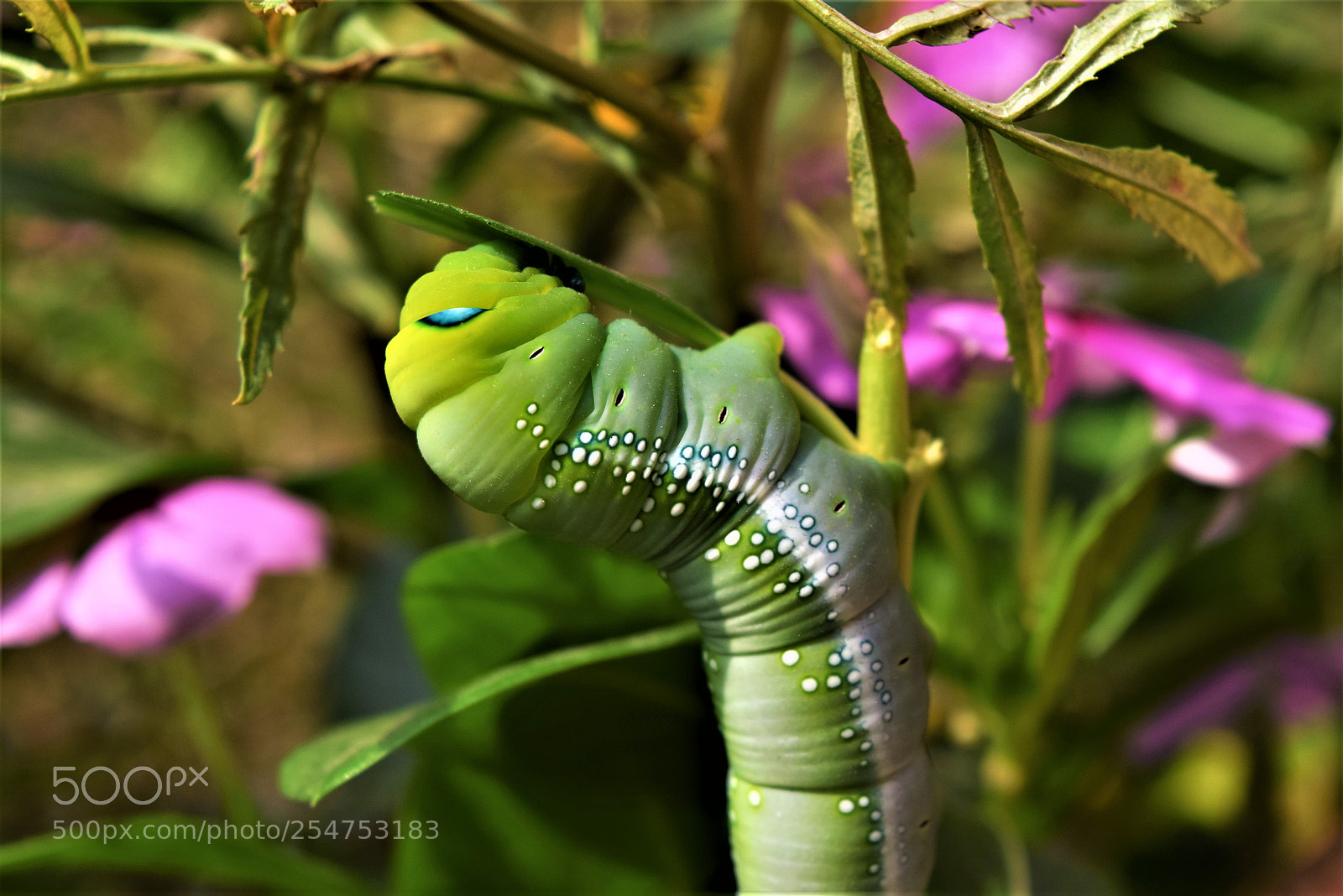 Nikon D3300 sample photo. Mr caterpillar .. !! photography
