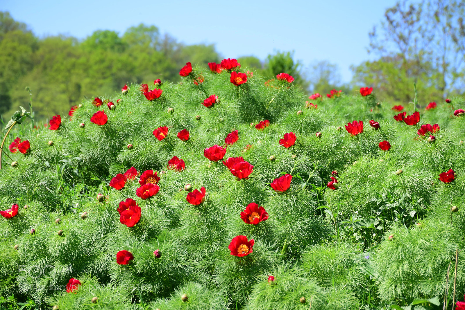 Nikon D5300 sample photo. Paeonia tenuifolia photography