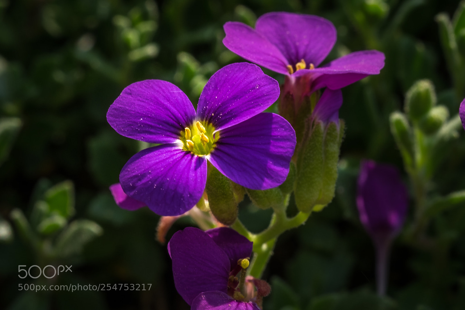 Fujifilm X-T1 sample photo. Blaukissen (aubrieta hamburger stadtpark) photography