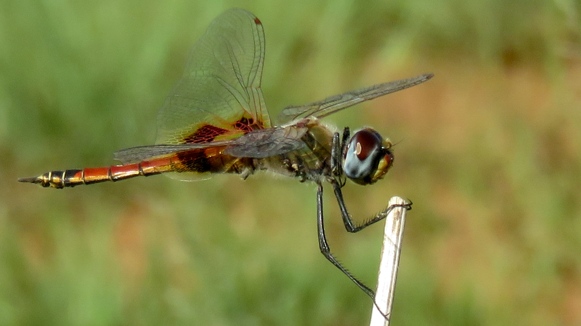 Canon PowerShot SX700 HS sample photo. Keyhole glider photography