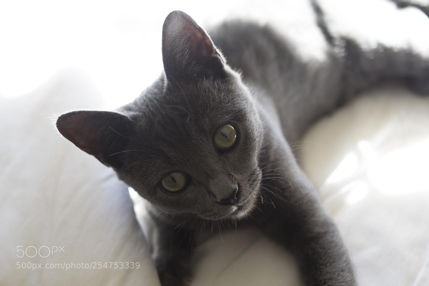 Nikon D3300 sample photo. Luna photography