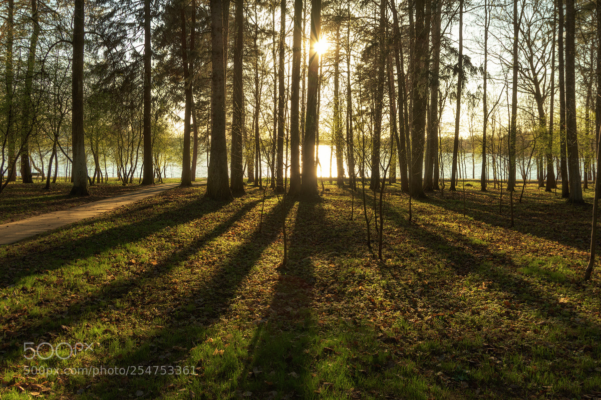 Nikon D7200 sample photo. Spring in the wood photography