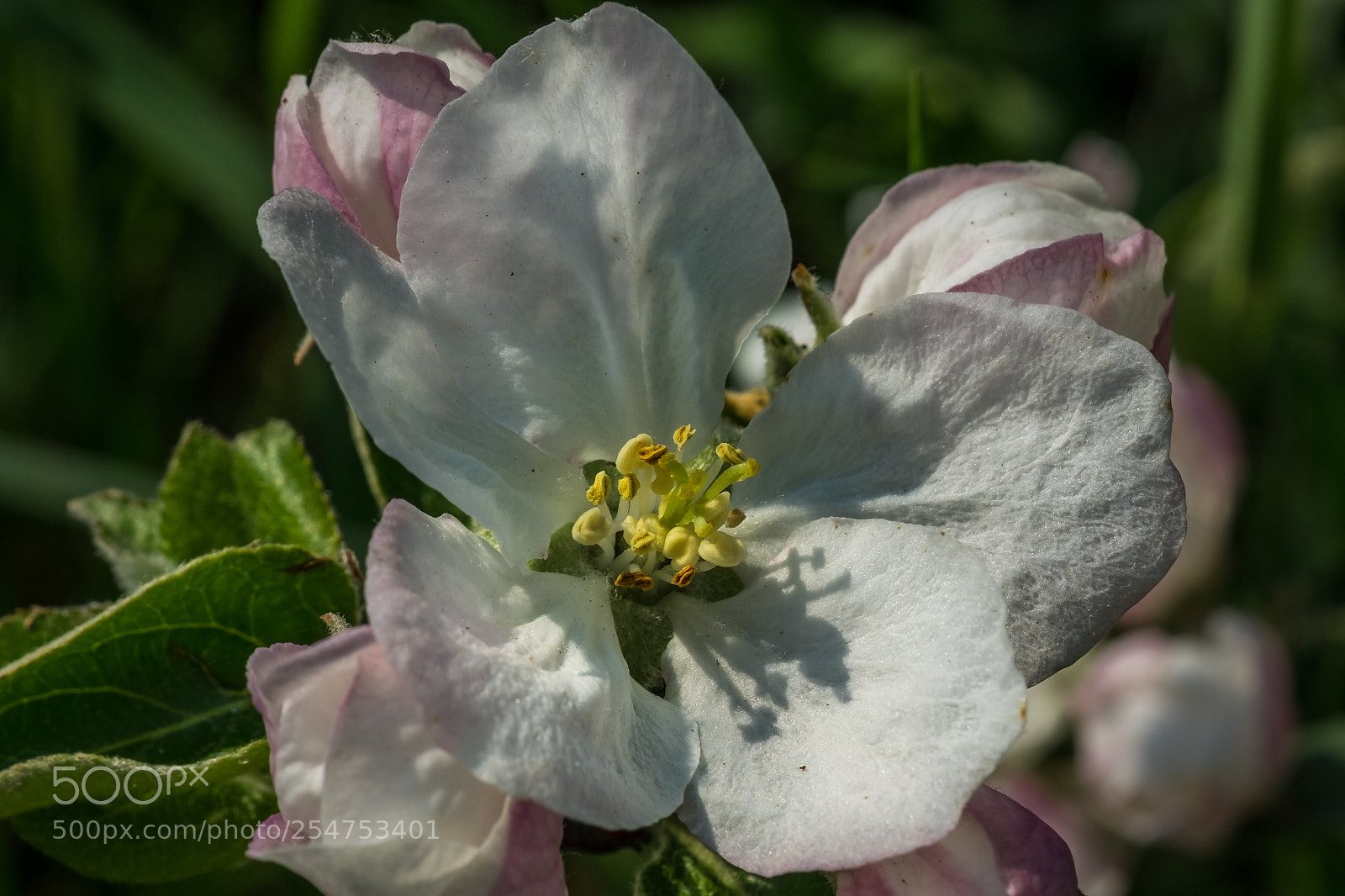 Fujifilm X-T1 sample photo. Holzapfel malus sylvestris auch photography