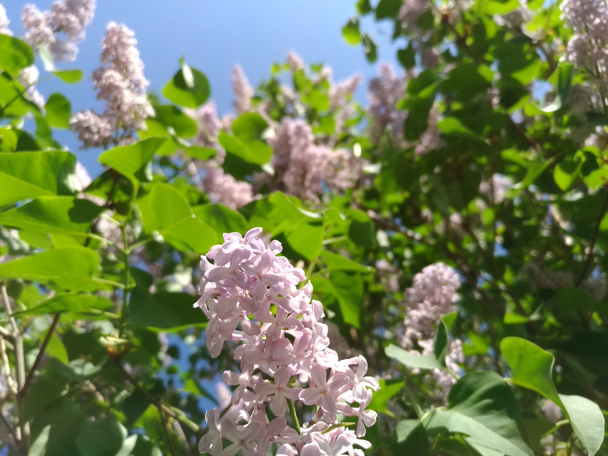 ASUS ZenFone 3 (ZE552KL) sample photo. Flower photography