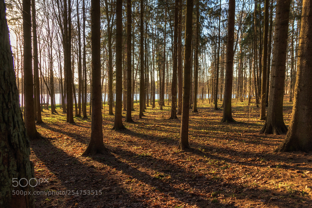 Nikon D7200 sample photo. Spring in the wood photography