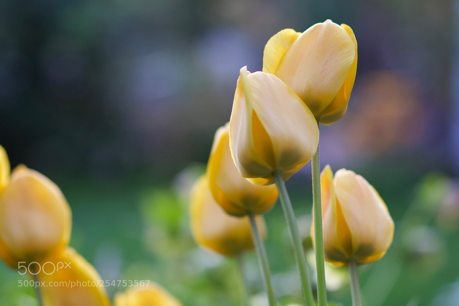 Canon EOS 70D sample photo. Yellow tulips in garden photography