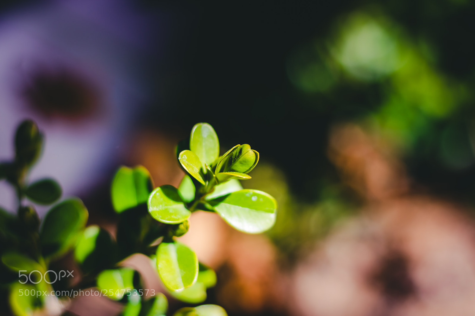 Canon EOS 750D (EOS Rebel T6i / EOS Kiss X8i) sample photo. Green leaves 2 photography