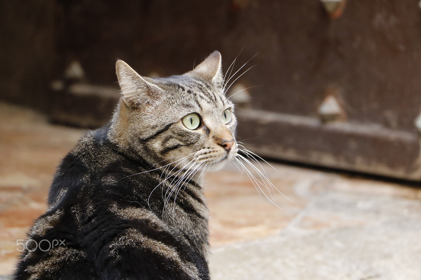 Canon EOS 7D Mark II sample photo. Behind his eyes photography