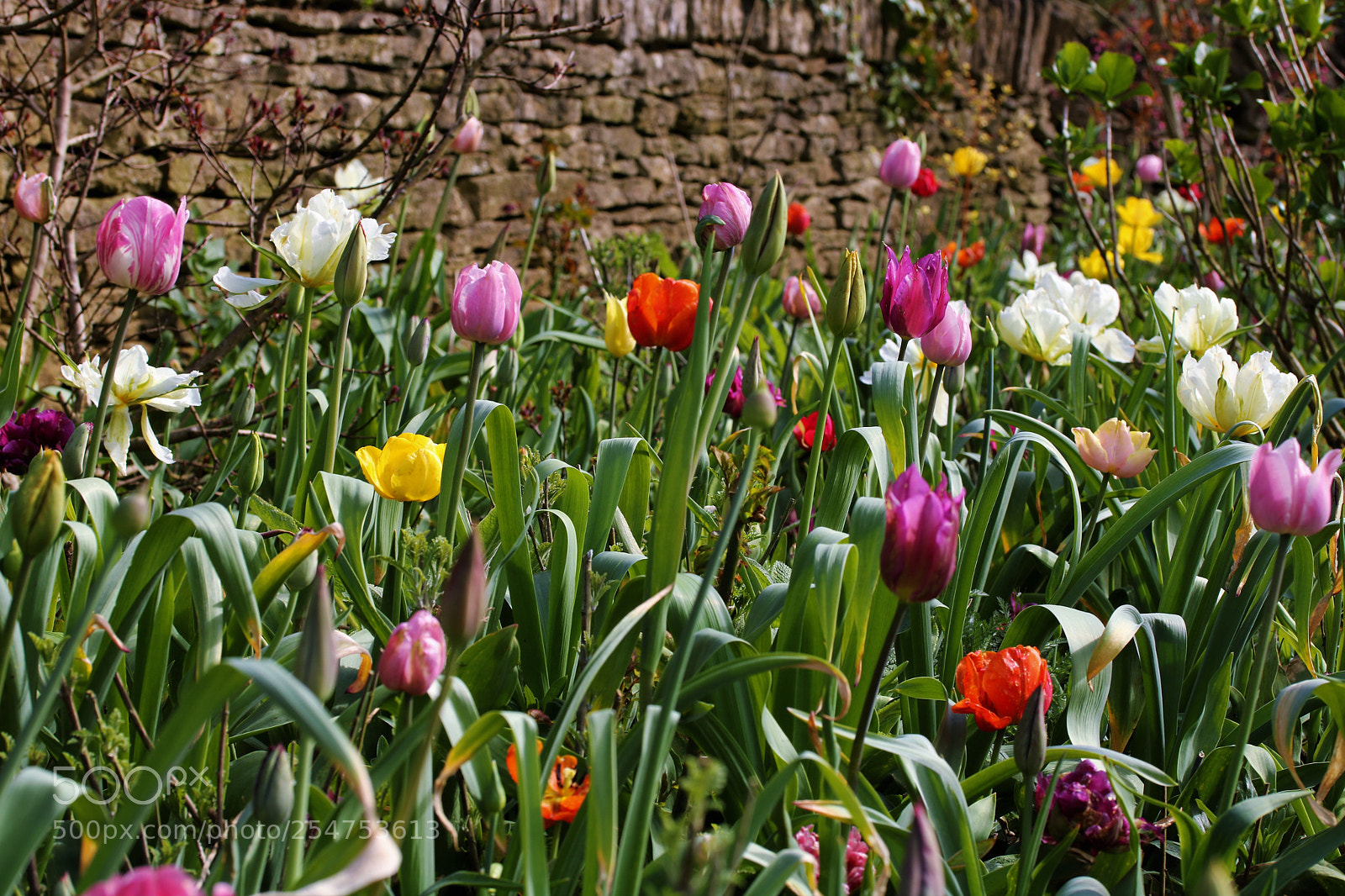 Canon EOS 750D (EOS Rebel T6i / EOS Kiss X8i) sample photo. Spring flowers photography