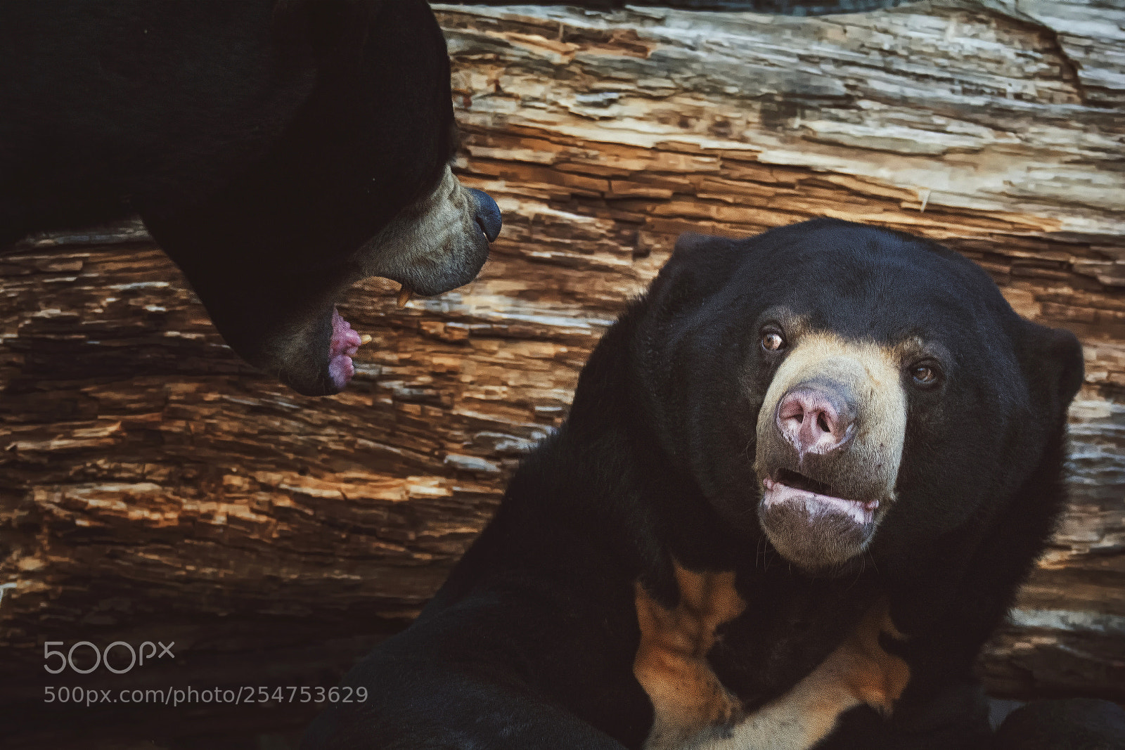 Nikon D7100 sample photo. Malaysian bear photography