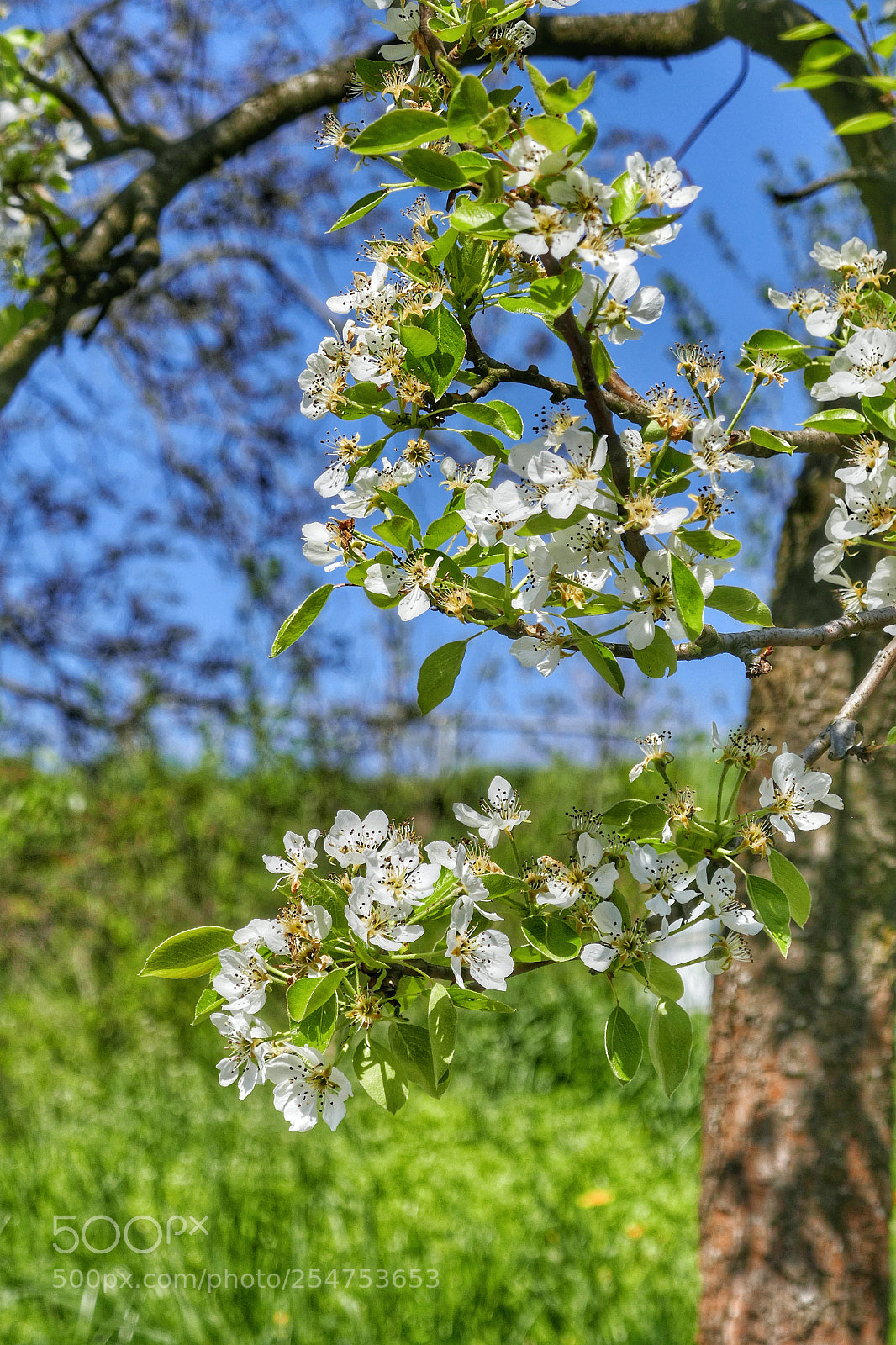 Panasonic Lumix DMC-ZS100 (Lumix DMC-TZ100) sample photo. Awakening photography