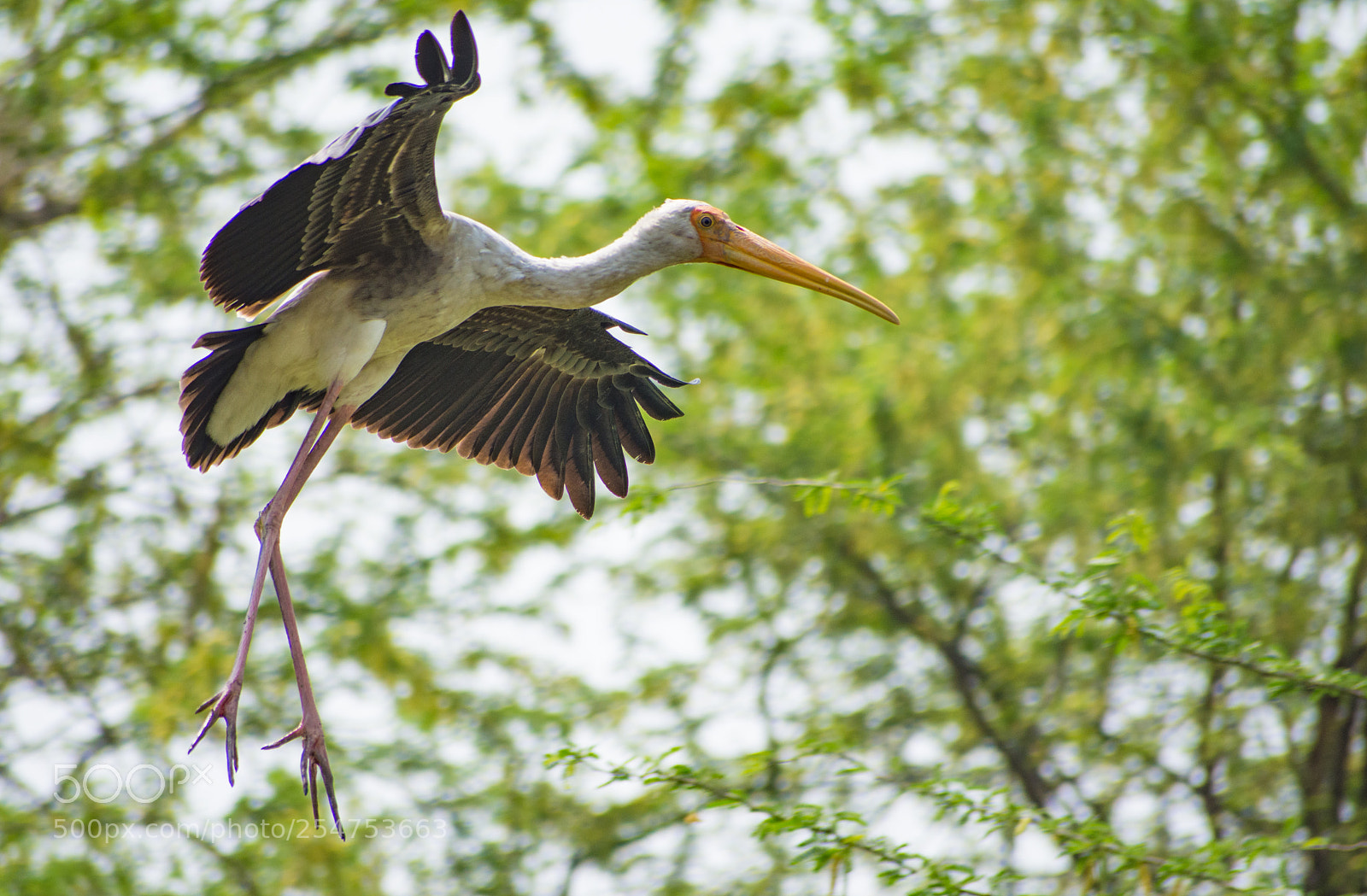 Nikon D7200 sample photo. Flying pelican - 1 photography