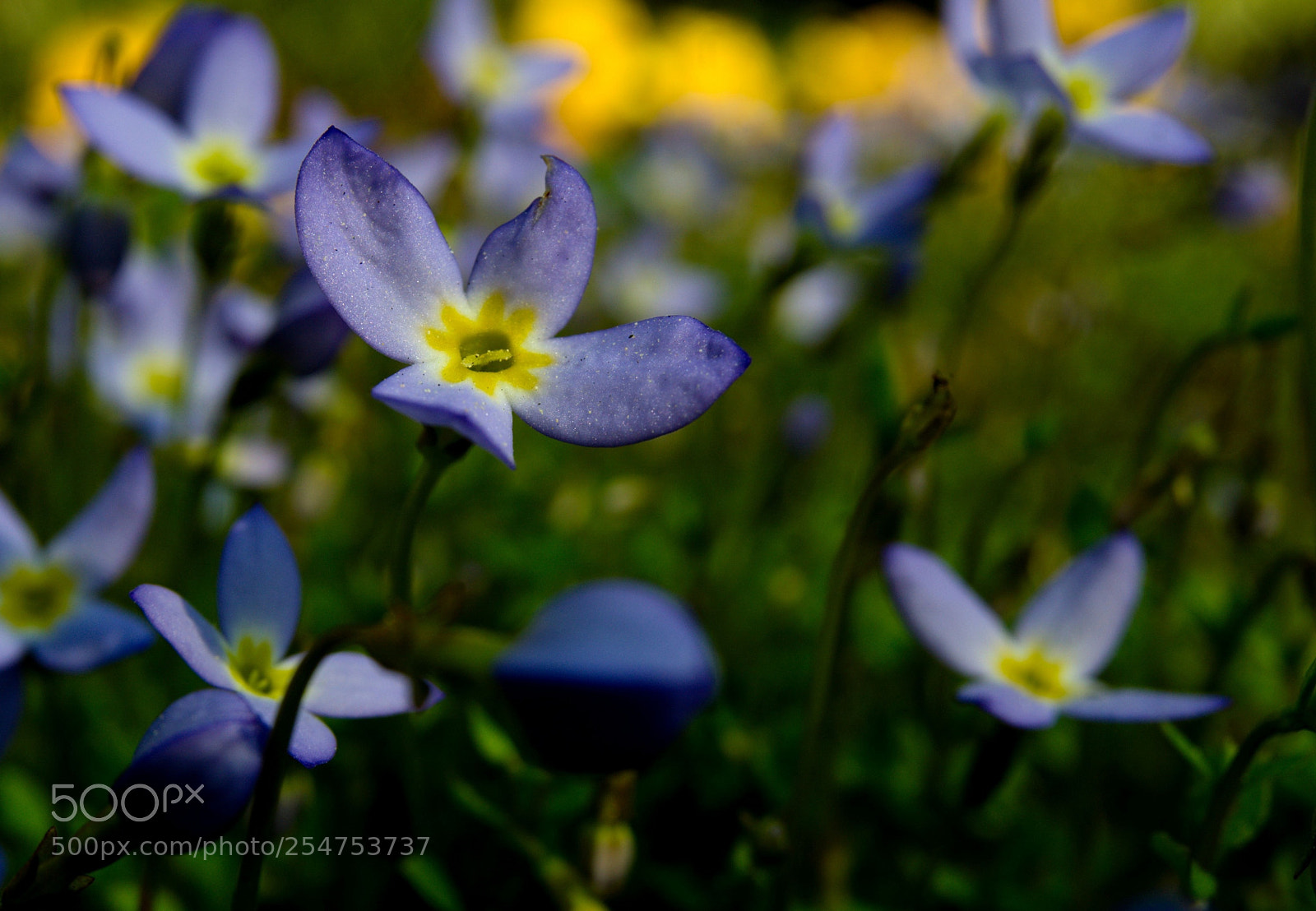 Sony a6000 sample photo. Leberblümchen photography